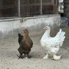 للبيع دجاجتين براهما