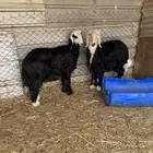 رخال نجد مقفله شحم