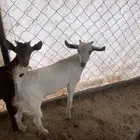 تيس بيشي ثلاجه كفو شحم