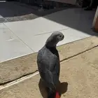 للبيع فرخ كاسكو