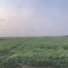 قصب أخضر قصار