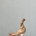 انثاء هزاز شيكر