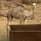 حشو