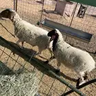 نعيميه والد معه خروف عمره شهرين ونص روم وسلم