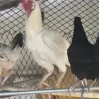 ديك باكستاني ابيض