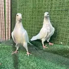 حمام بكستاني طبات