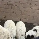 ثلاث خرفان ورخل الصحه سليمه العمر 5شهور