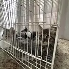 قطط للتبني