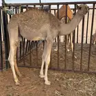 قعود للبيع