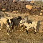 معزا جفرات ثنوات للبيع العدد 4