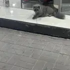 قط ضائع