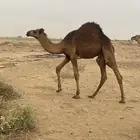 قعود