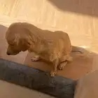 كلبه جولدن انثى للبيع