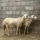 2 ضان فاخرة
