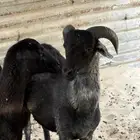 برابر هجين