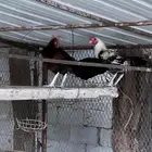 ديكه بلدي شباب