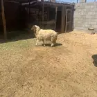 رخله