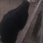 خروفين نجديه