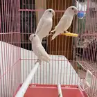 روز البينو أنثى و ذكر مع شهايد تحليل