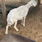 شاه حريه للبيع تم البيع