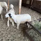 ذبايح حريات