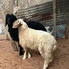 طلي نعيمي