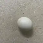 بيض ديك