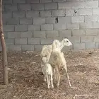 للبيع ثلاث ضان