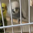 ذكر بادجي و5اناث وذكر كروان