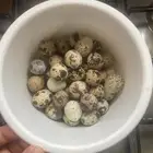 سمان بيض سمان عضوي مخصب