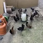 دجاج بلدي العدد 15حبه من 15