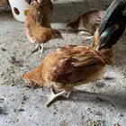ديوك