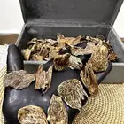 عود سيلاني غابه ادمز