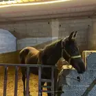 خيل شعبي