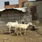2 ضان درر