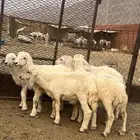 طليان