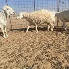 غنم حريات العدد 9