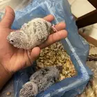 للبيع فروخ كنيور بلو سايد