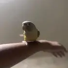ببغاء كنيور اليف ونشيط