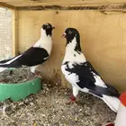 حمام سوري جوز منتج