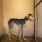 سلقه عربيه