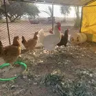 دجاج تركي فاخر