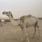 سديس شرط وسليمه مبيوع ولدها له شهر واضربت امس والله مدري