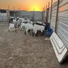 ذبايح خرفان حريات جبره