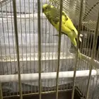 روز وطيور الحب
