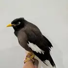 مينا مينو
