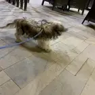 كلب سلالة شيه تزو أو مالتيز.