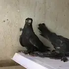 زوج اوزبك