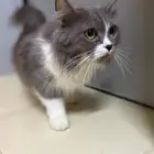 قطه للتبني