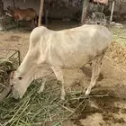بقرة منتوج تحتها عجل مضمون من جميع العيوب
